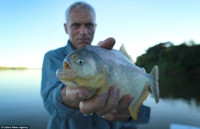 Cá Piranha ở Argentina.